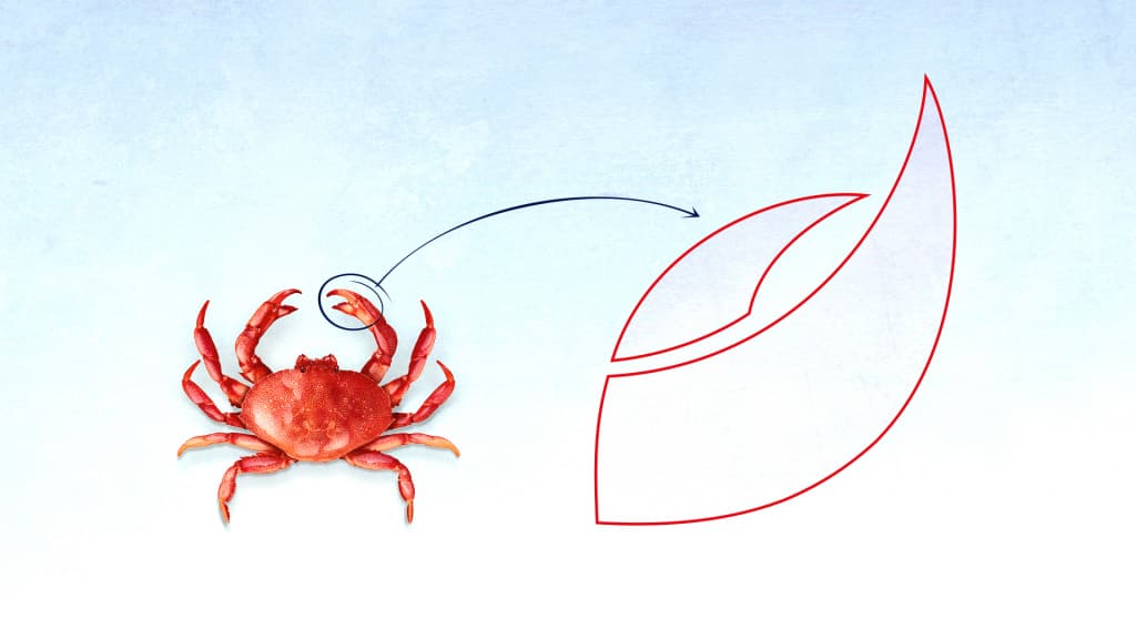 snow_krab_2.jpg